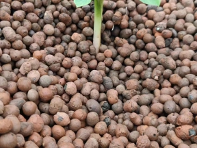 園林-花卉-綠化陶粒